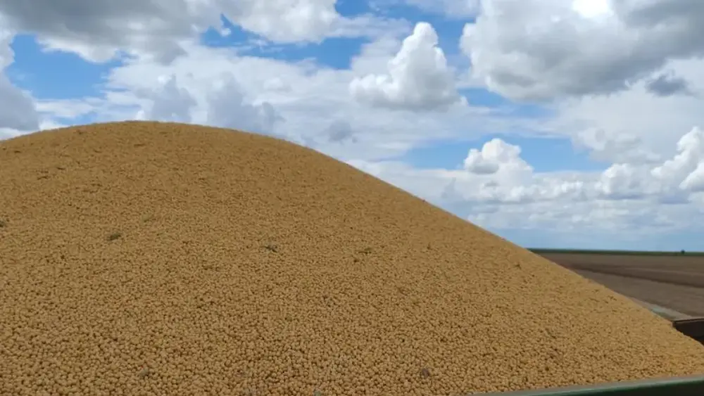 Colheita de milho em MS atinge 75% e supera 1,6 milhão de hectares